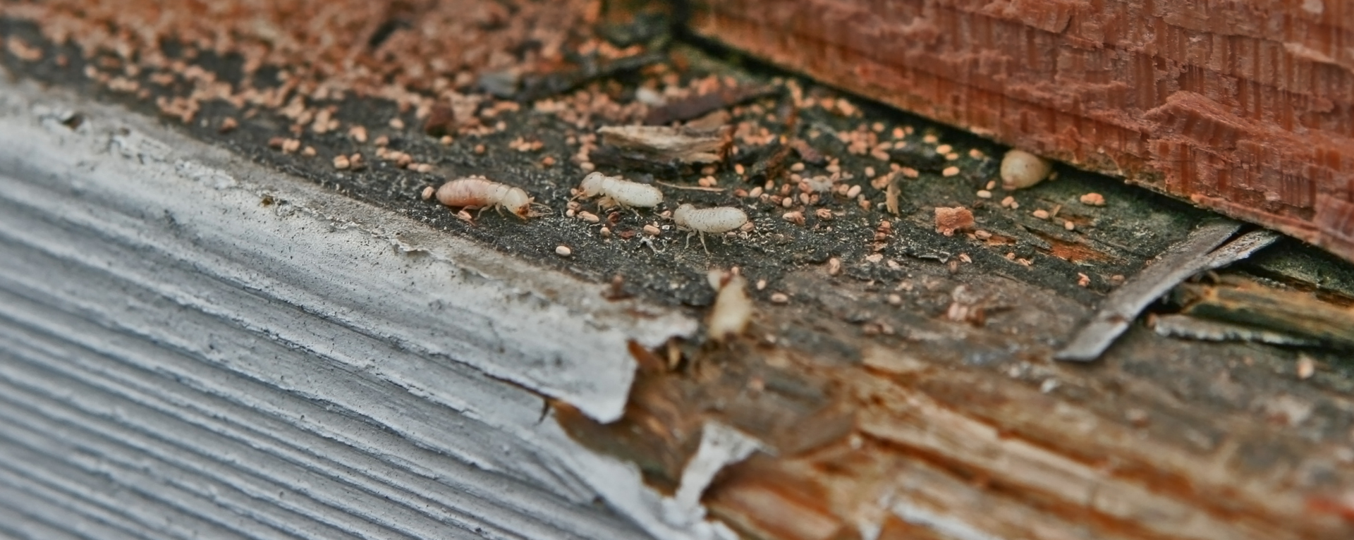 The danger of termite infestation in a home