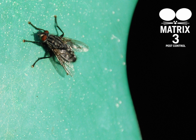 مكافحة الذباب والهاموش