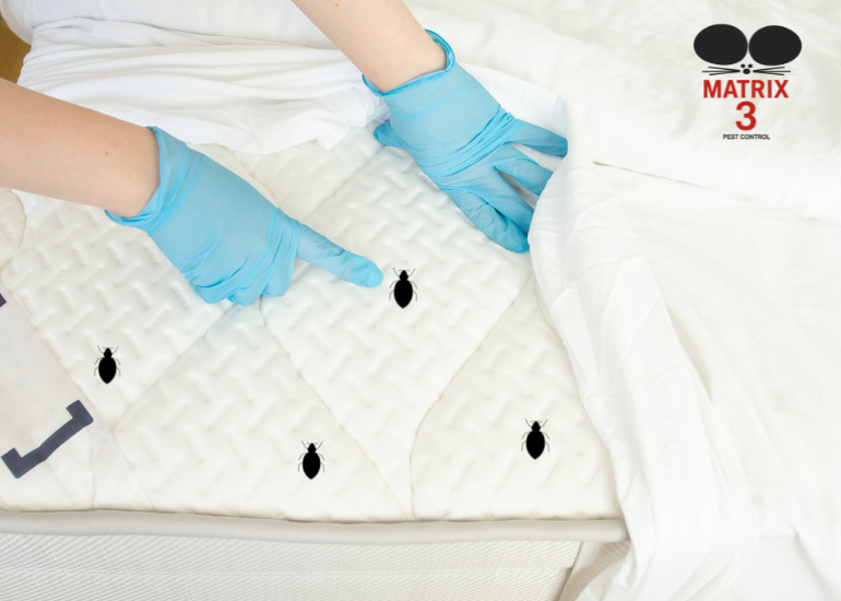 خدمة مكافحة البق