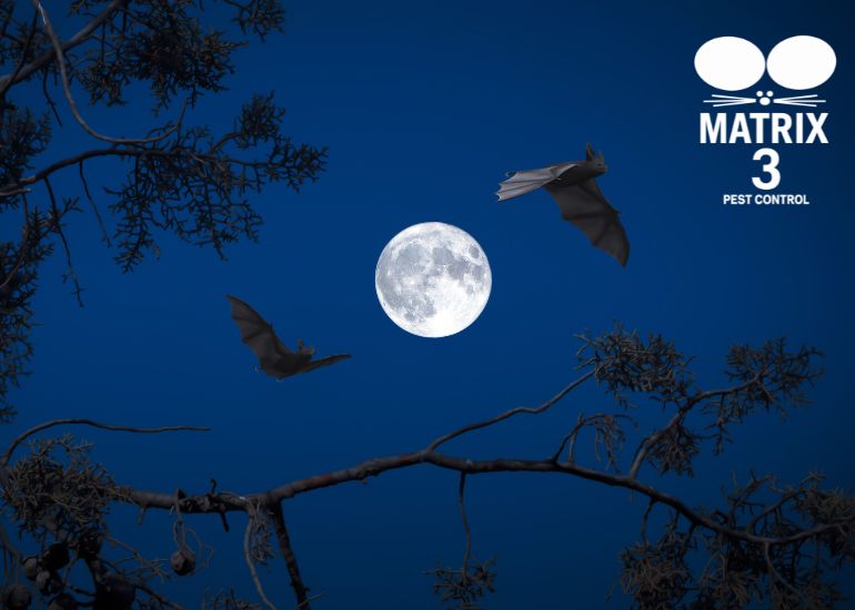 مكافحة الخفافيش