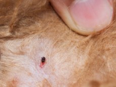 منشور شائع 3