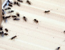 منشور شائع 2